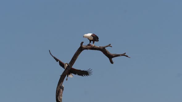 African Fish-Eagle, haliaeetus vocifer, Adult in flight, Fish in Claws, Pair