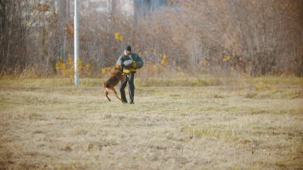 A Man Training His German Shepherd Dog - the Dog Clenching Teeth Over a Protective Sleeve of the