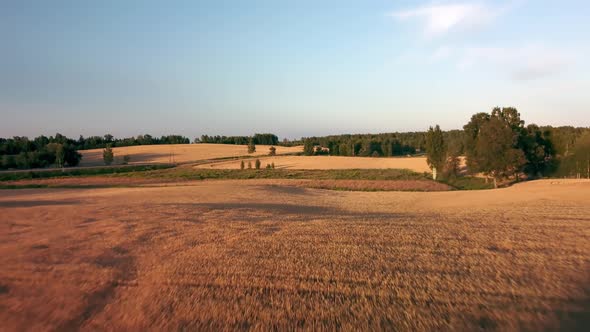 aerial view of wheat fields at sunset. Fields with ripe wheat ready for harvest.