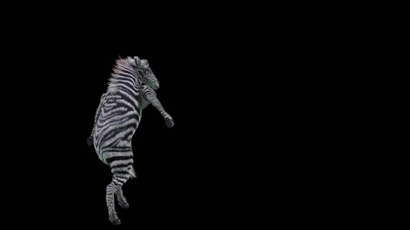 65 Zebra Dancing HD