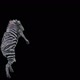 65 Zebra Dancing HD - VideoHive Item for Sale
