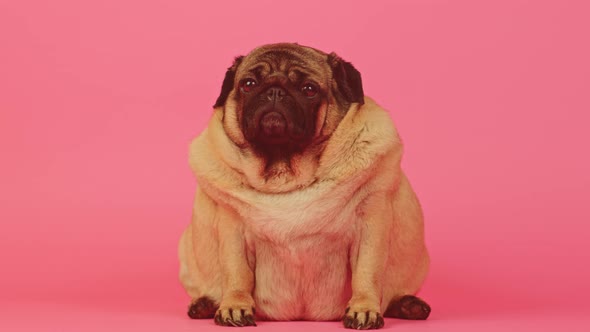 Very Thick Pug Sits and Looking at Camera