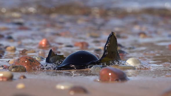 Beach Pollution