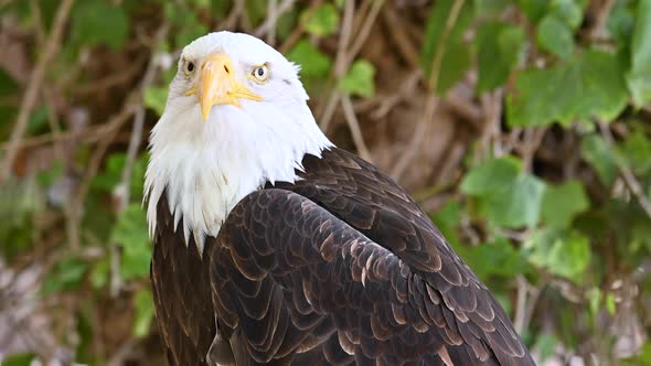 Closeup Shot of an America Bald Eagle