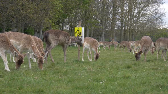 Deers Grazing On Meadows With Do Not Feed The Deers Placard Signage In Phoenix Park, Dublin, Ireland