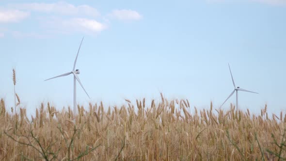 Two Rotating Windmills in the Field of Ripening Spikelets of Wheat