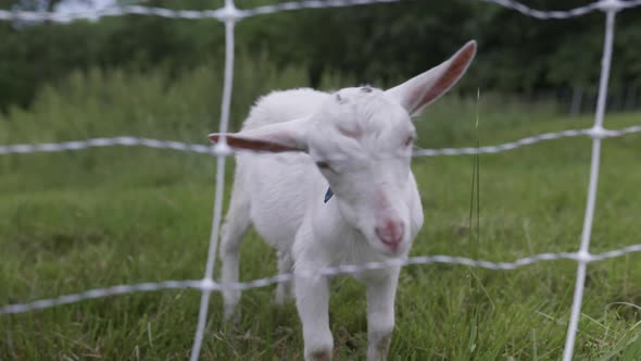 Handheld tracking shot of young white goat chewing in pasture