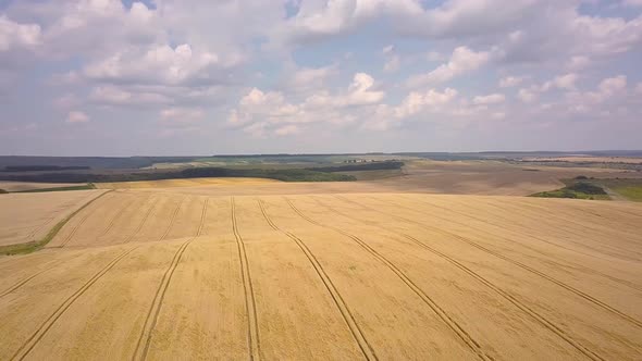 Aerial view of yellow agriculture wheat field ready to be harvested in late summer.