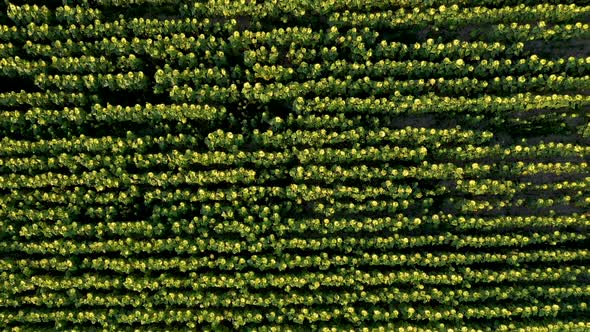 Field of Ripened Sunflowers