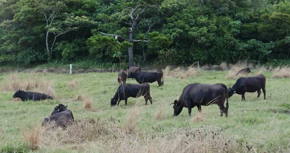 Cow pasture in ishigaki island