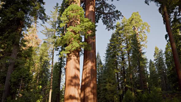 Giant Sequoia trees in Kings Canyon National Park