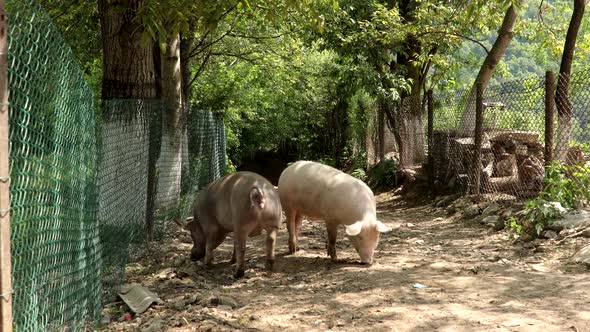 Pigs walk on the road in the countryside.