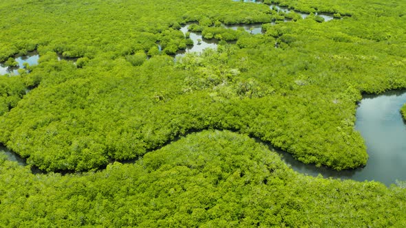 Aerial View of Mangrove Forest and River