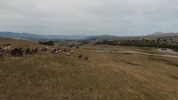 Aerial Fpv Drone Shot of a Herd of Wild Horses Running on a Green Spring Field at the Sunset