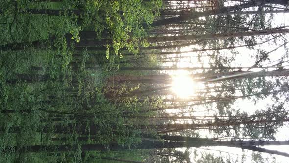 Vertical Video of a Beautiful Green Pine Forest on a Summer Day Slow Motion