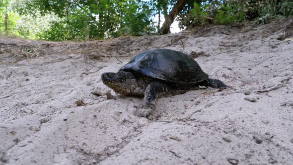 River Turtle Crawling on the Sand Near Riverbank, Slow Motion