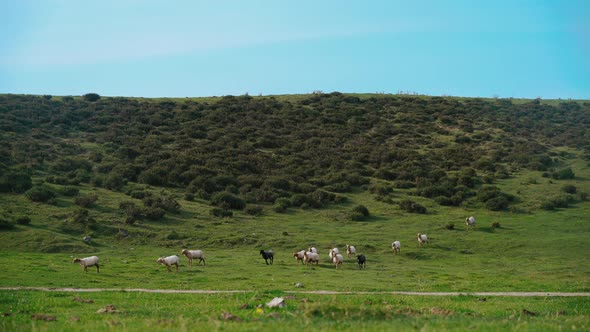 Flock of sheep pasturing on verdant meadow