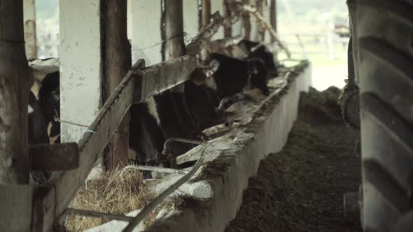 Cows on the Farm. Agriculture