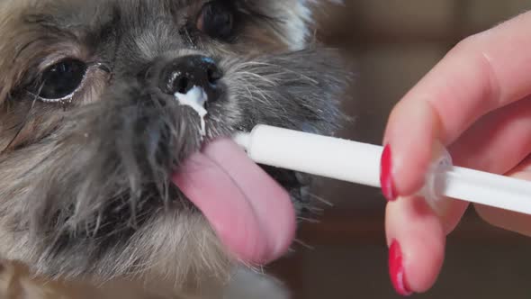 Veterinarian Hand with Red Manicure Feeds Dog From Syringe