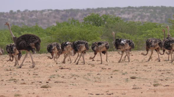 Ostrich herd grazing around Etanga