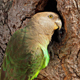 Brown-Headed Parrot Calling - AudioJungle Item for Sale