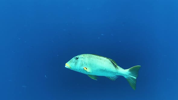 Coral Reef in the Red Sea Underwater Colorful Tropical