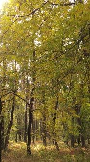 Vertical Video of a Forest in an Autumn Day