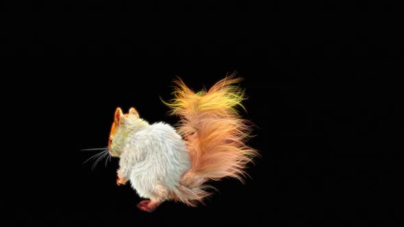 68 White Squirrel Dancing HD