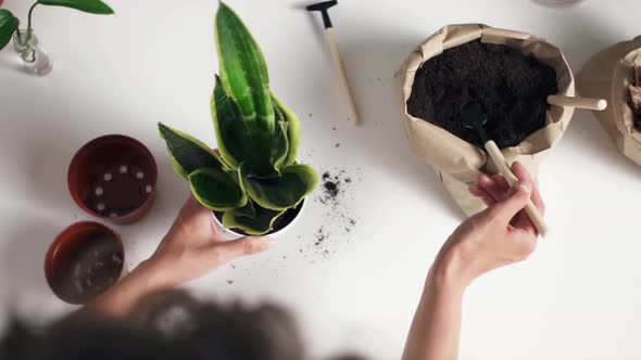 Female Gardener Transplanting Flowerpot In White Ceramic Pot On White Table. Home Garden. Springtime