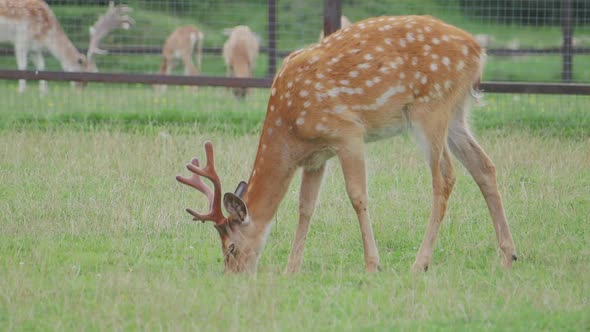 Sika Deer, Cervus Nippon Also Known As the Spotted Deer or the Japanese Deer. Ruminant Mammal Is