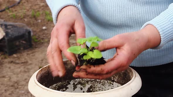 Caucasian Woman in a Blue Jacket Plants and Sprinkles a Young Green Plant in a White Flower Pot