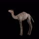 Baby Camel - VideoHive Item for Sale