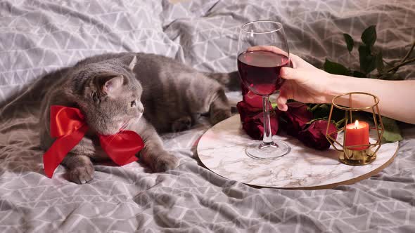 Scottish Straight cat on Valentine's Day