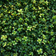 Grass tile Texture - 3DOcean Item for Sale