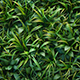 Grass tile Texture - 3DOcean Item for Sale