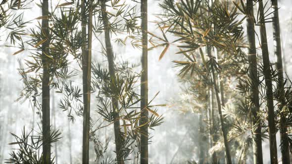 Asian Bamboo Forest with Morning Sunlight