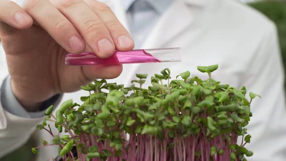 Scientist Pours the Liquid From the Test Tube Into the Greenery Seedlings