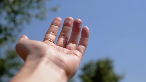 Female Hand Reaching for the Sky Sun Trees on Nature