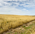 Grain Fields South Australia - PhotoDune Item for Sale