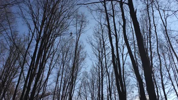 Walking on a forest road, early spring season