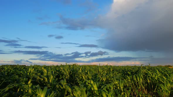 Sunset in corn field