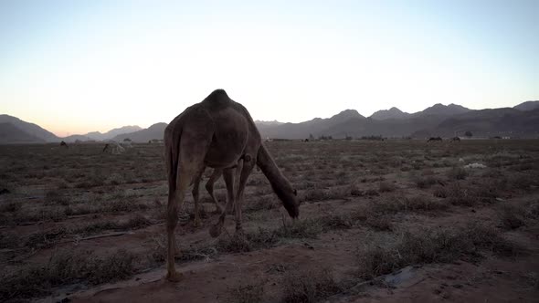 A Brown Fur Camel Eats Grass With The Background Of The Evening Sun