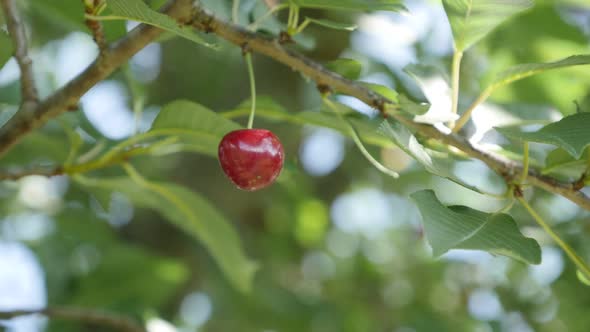 Single Prunus cerasus tasty  fruit on the tree branch close-up 4K 2160p 30fps UltraHD video - Organi
