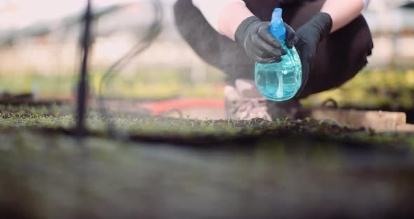 Agriculture - Gardener Spreading Fertilizer on Plants at Greenhouse