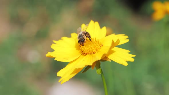 A Bee Pollinates a Flower