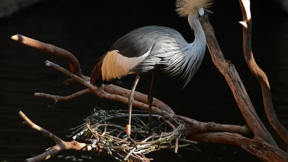 Grey Crowned Crane in a Nest