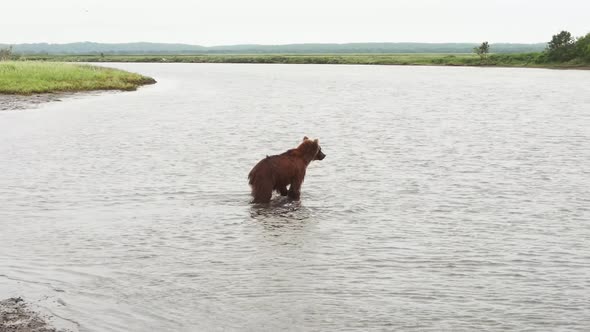 Kamchatka Brown Bear Caught a Fish in the River By the Tail and Pulls It Ashore