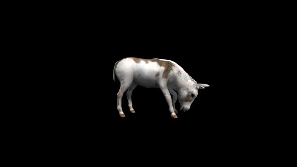 Donkey Eat Transparent Alpha Loop Animation alt