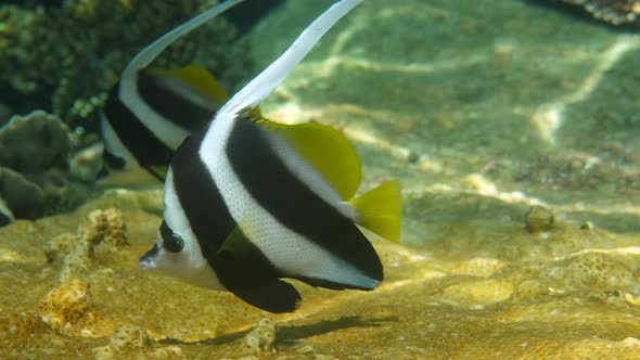 Undersea Video of of Longfin Bannerfish in Beautiful Coral Reefs in Thailand