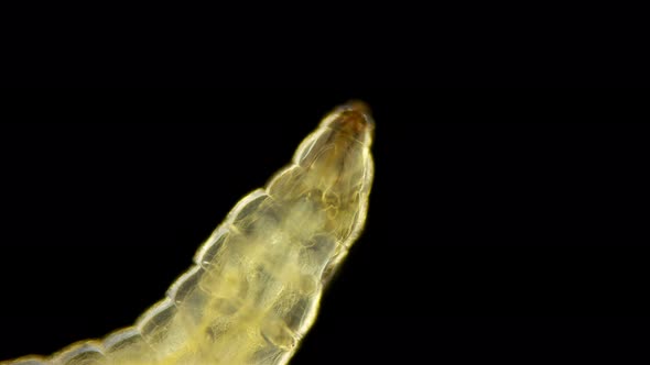 Worm-shaped Larva Under a Microscope, Order Diptera, , Visible Work of Internal Organs